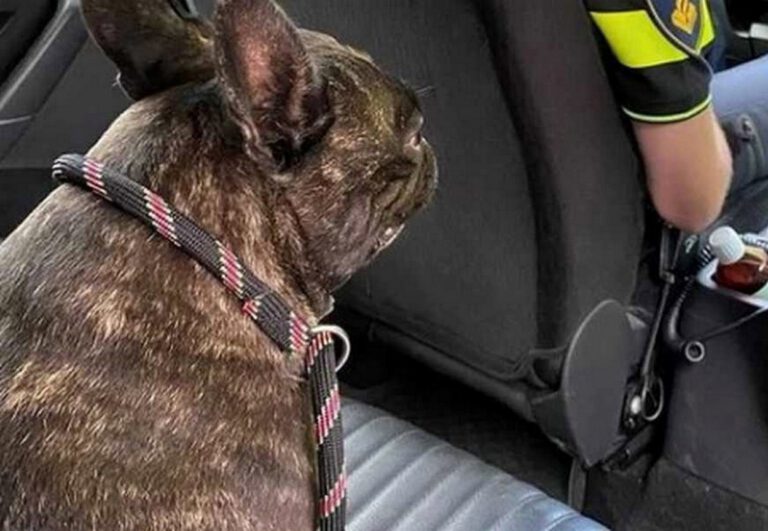 Dog “arrested” by Dutch police after causing traffic accident