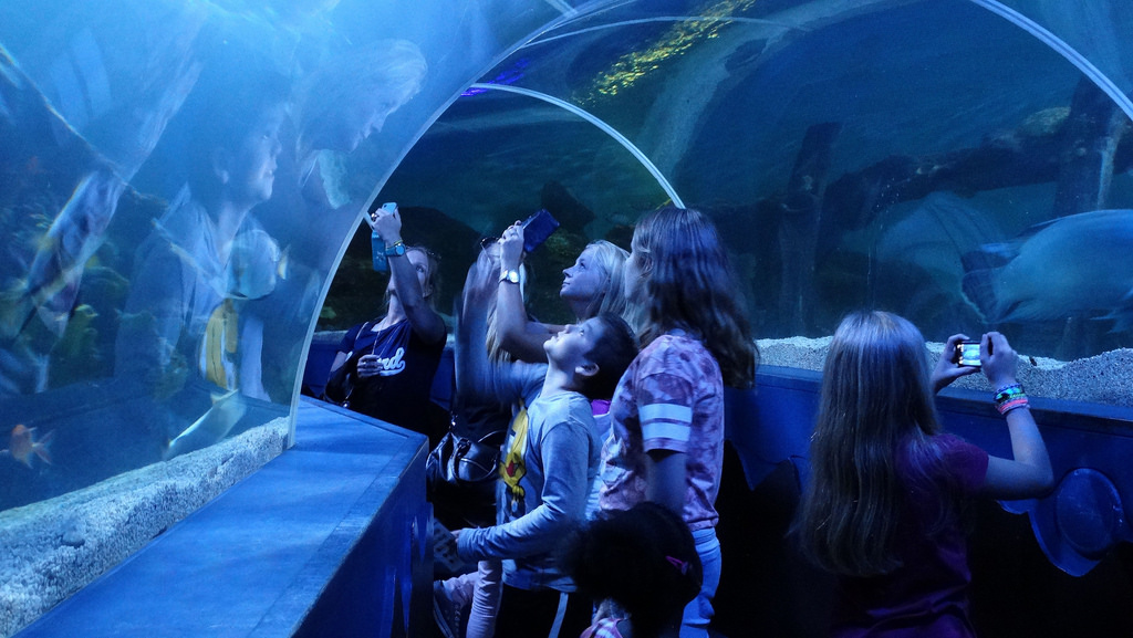 photo-of-visitors-looking-at-underwater-tunnel-in-sealife-scheveningen-dutch-zoo