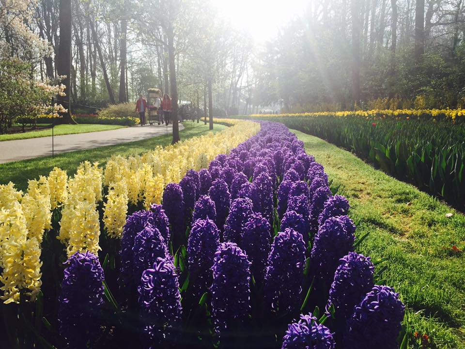 keukenhof 