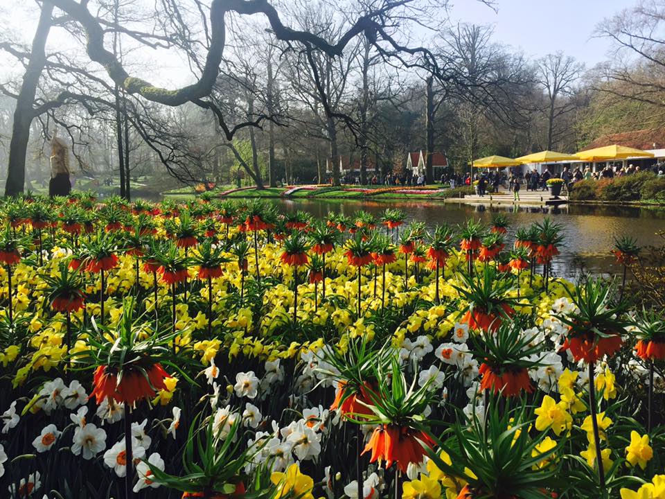 visit the keukenhof