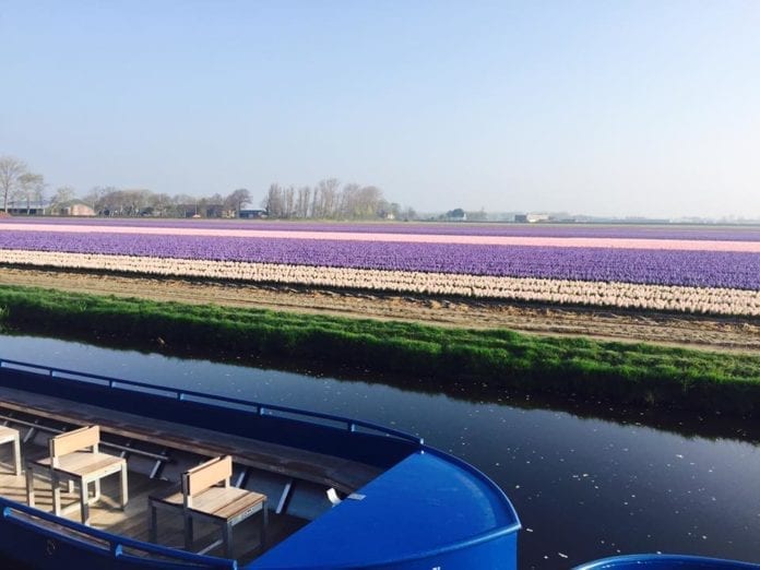 Tulip fields in the Netherlands blooming