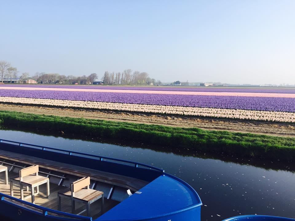 Tulip fields in the Netherlands blooming
