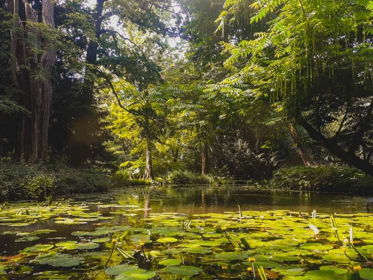 Photo-of-Schoonoord-pond-in-rotterdam