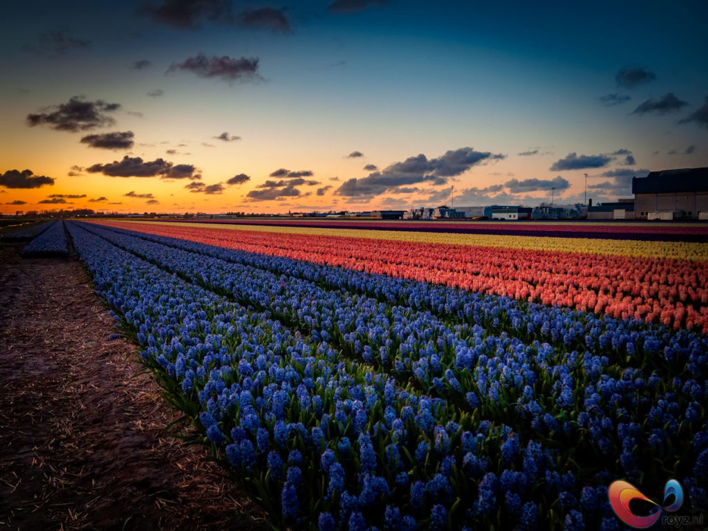 Flower Fields in the Netherlands