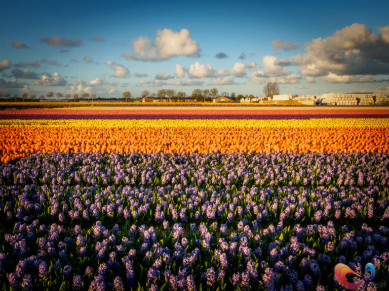 These pics of the Flower Fields in the Netherlands will (continue to) blow your mind