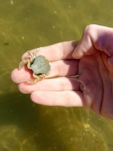 Dutch Beaches: a crab in a hand in Petten