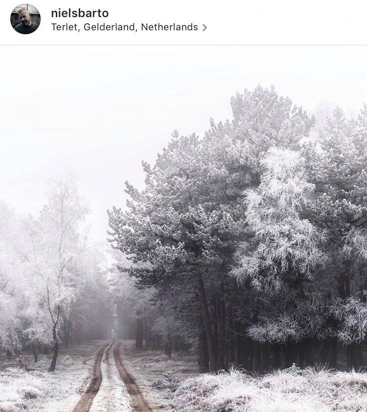 instagram-post-of-a-snowy-Gelderland-wood