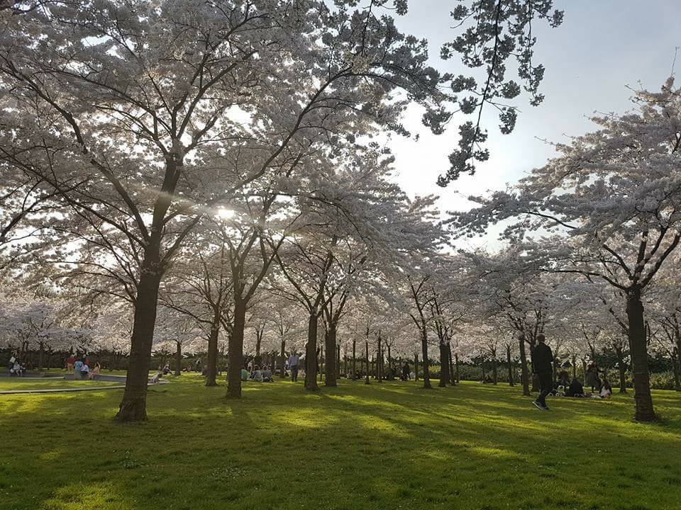 Japanese cherry blossom festival