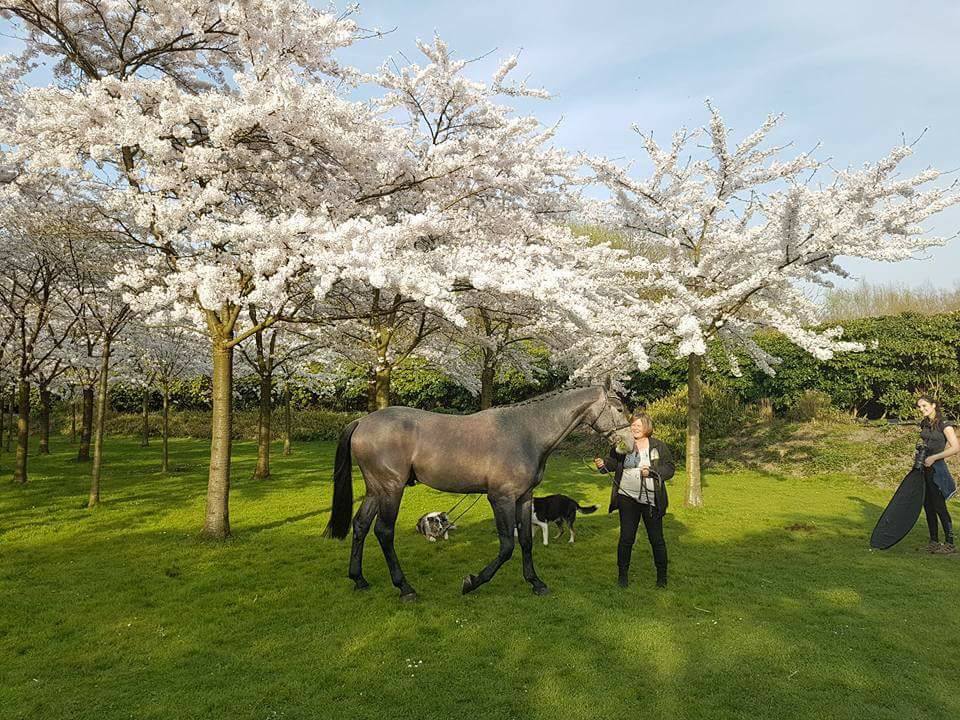 Japanese cherry blossom festival