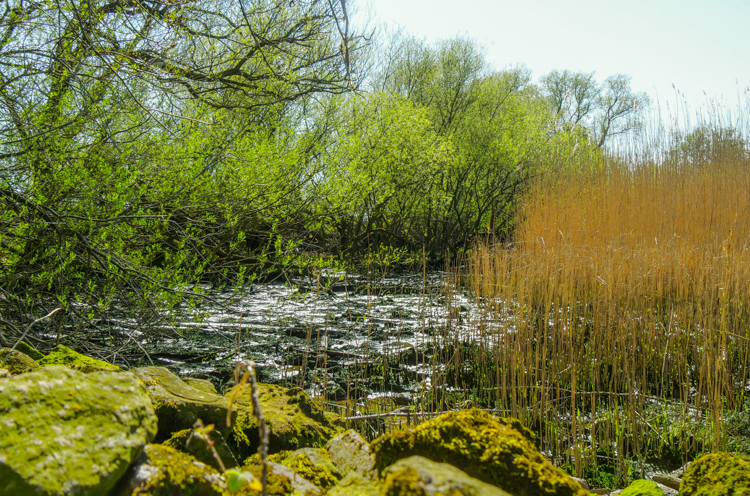 Shrubbery-in-Brienenoord-island-near-Rotterdam