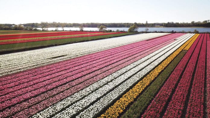Photo-of-tulip-field-Netherlands-Holland