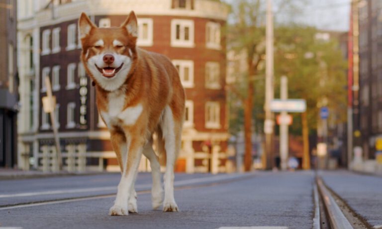 This video of a dog wandering the locked down streets of Amsterdam is hauntingly beautiful