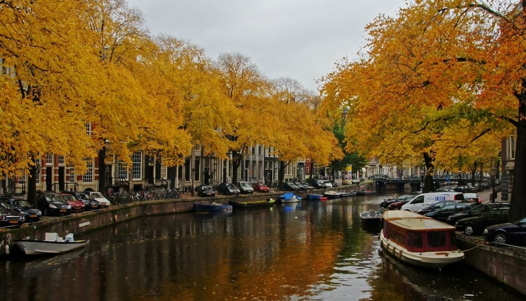 golden leaves - autumn in Amsterdam