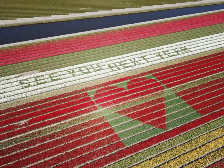 Dutch tulip farm sends a bloomin’ great message to tourists forced to cancel their travel plans