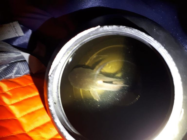 Cyclist proclaims “I have a shark in my bag” to avoid traffic fine