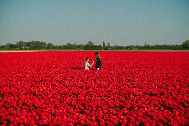 Photo Story: Can’t see this year’s tulip mania? We’ve brought the best shots of Dutch tulips to you