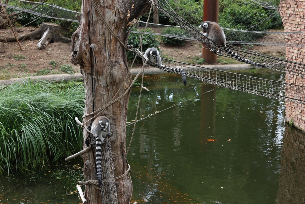 amersfoort-zoo-monkeys