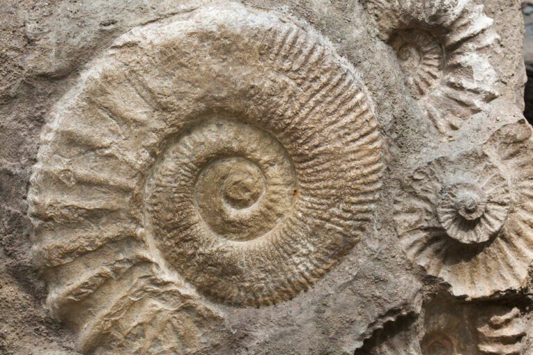 Fossils: the North Sea’s gift to the Netherlands