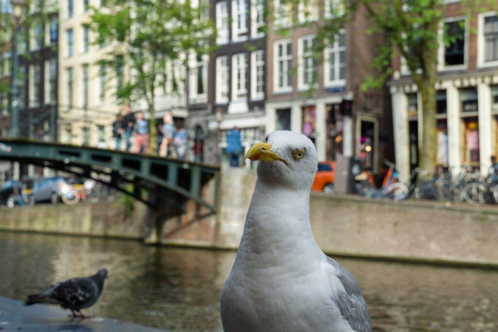 Seagull-looking-into-the-camera-by-a-canal-in-Amsterdam