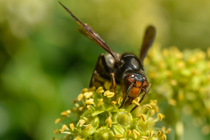 picture-of-Asian-hornet-on-flower