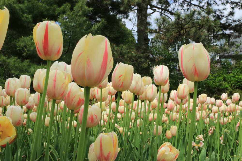 Bed-of-yellow-tulips-Canadian-tulip-festival