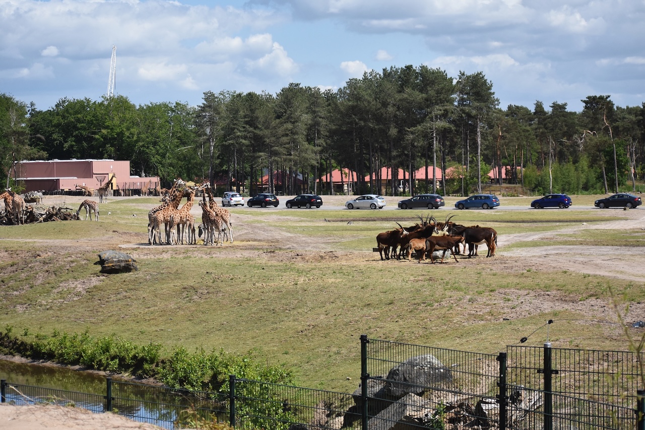 Beekse Bergen zookeeper who was attacked by leopards is not likely to survive, park announces
