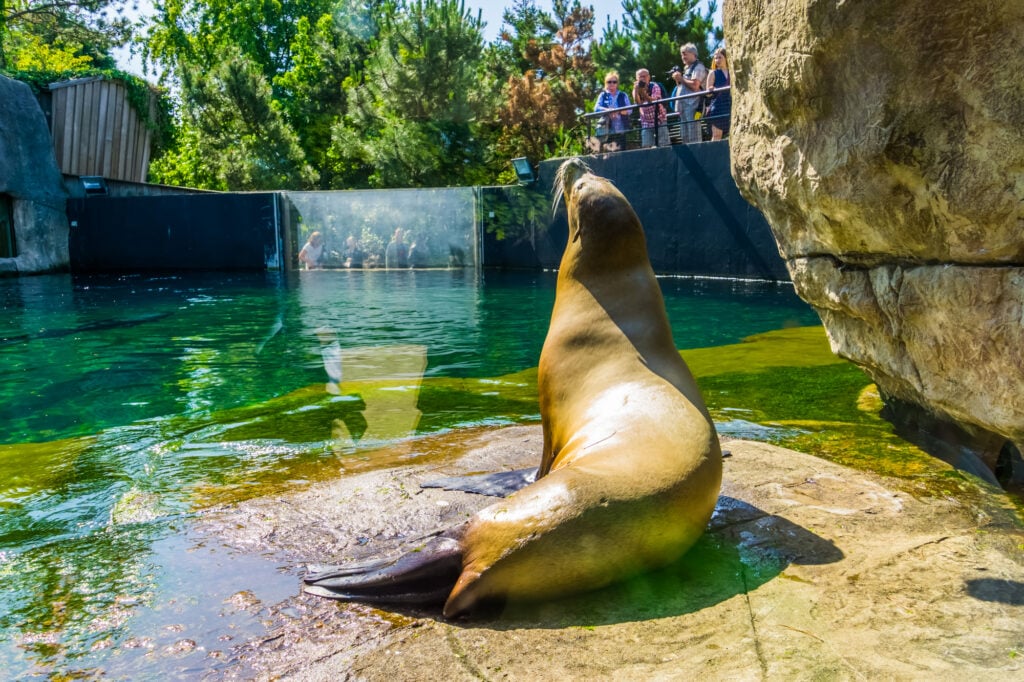 tourists-watching-seal-sitting-at-blijdorp-zoo-zoo-a great-thing-to-do-in-rotterdam