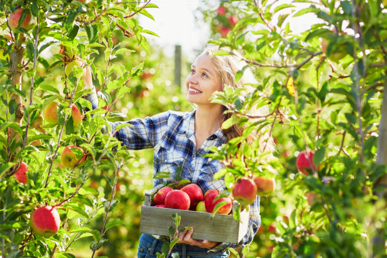 Apple picking in the Netherlands: celebrate the Dutch autumn