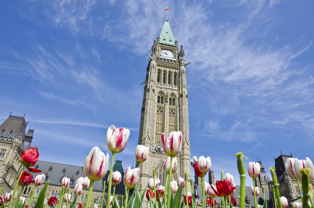 photo-of-white-pink-tulips-in-front-of-tower-at-Parliament-Hill-Ottawa-Canada