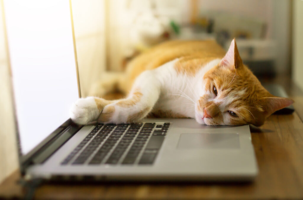 photo of a cat resting its head on a laptop at a cat café in Nijmegen