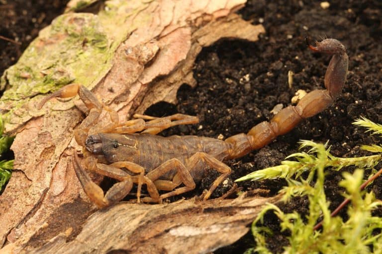 Tilburg girl (9) finds pregnant venomous scorpion in schoolbag from Shein