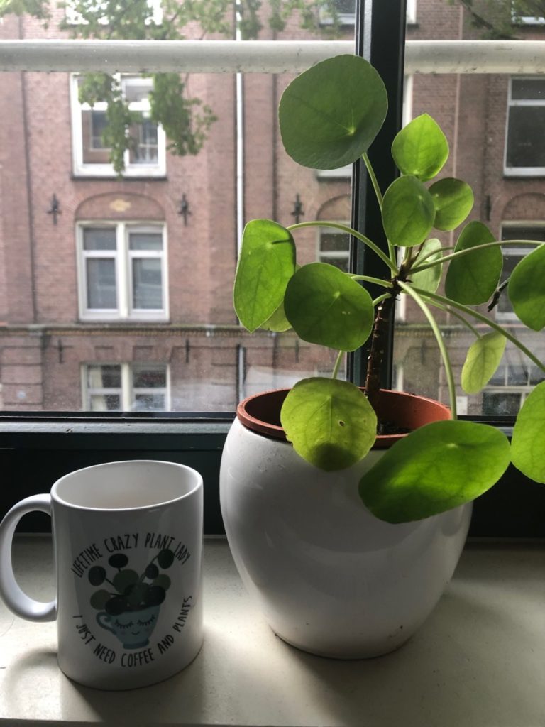 House Plants in the Netherlands: Chinese-money-plant