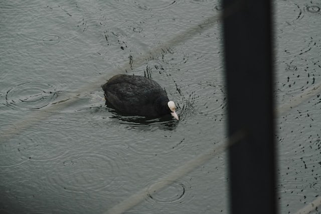 coot-swimming-in-water