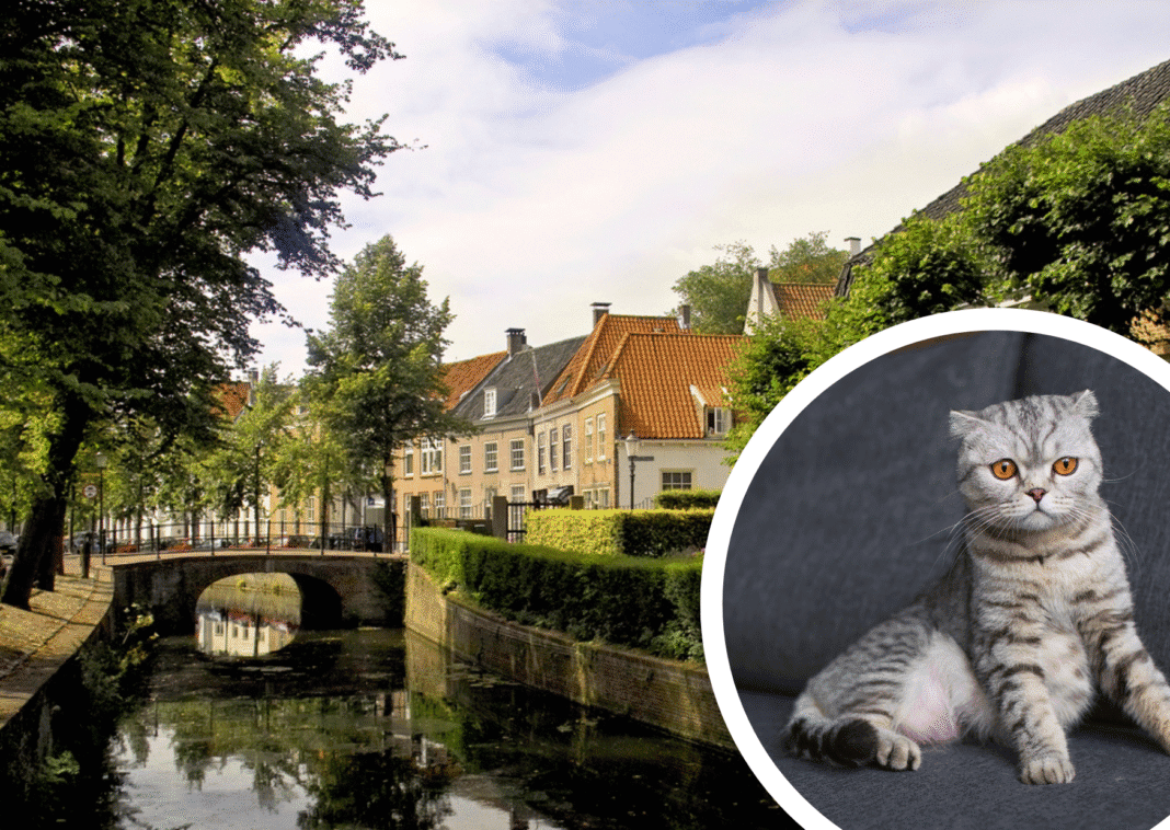 Pictures-of-a-canal-of-Amersfoort-and-a-grey-cat