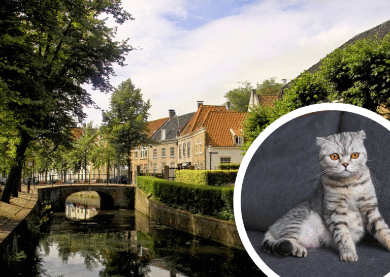 This Dutch city has installed special stairs for cats in case they fall into canals