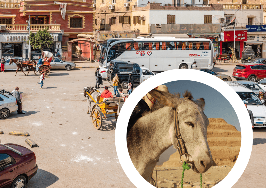 A-composite-picture-of-Giza-busy-streets-in-Egypt-and-a-donkey