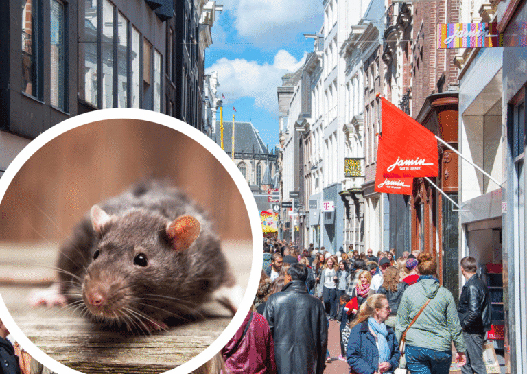 This street in Amsterdam is dealing with a rat infestation (and TikTok queues aren’t helping)