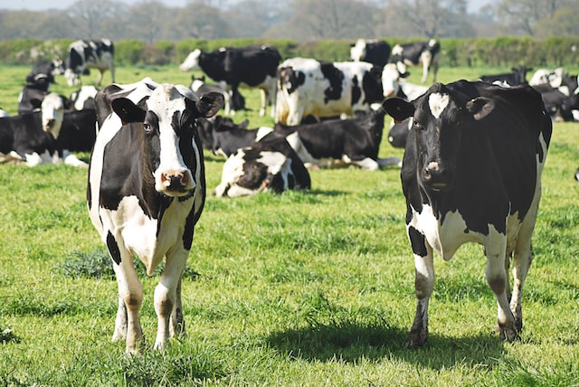 black and white cows in green field netherlands