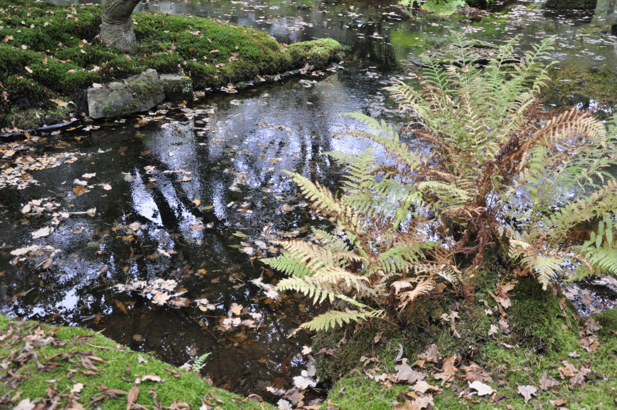 photo-of-the-japanese-garden-things-to-do-in-the-hague