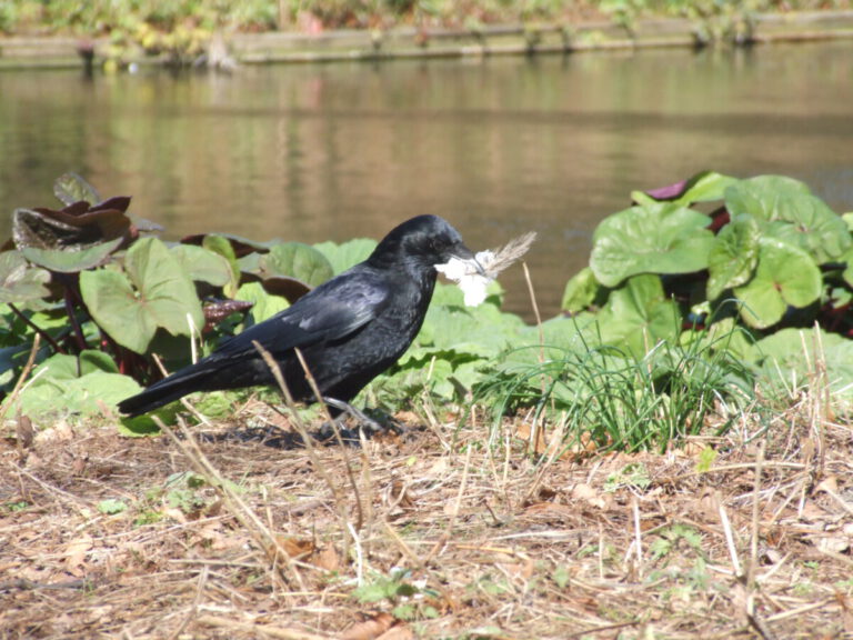 Spotting Dutch birds: a bird expedition from your own home