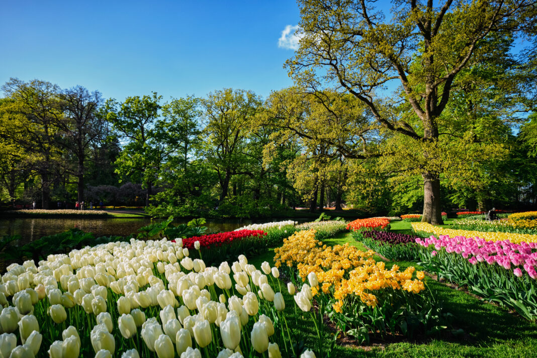 image-of-de-keukenhof-gardens-in-the-netherlands-during-the-springtime