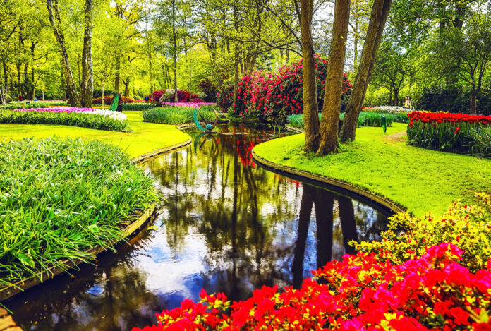 De-Keukenhof-tulip-garden-in-the-netherlands
