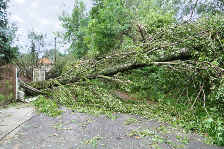 Storm Ciarán: falling tree claims one life in the Netherlands