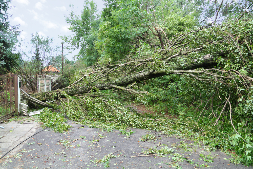 Storm Ciarán: falling tree claims one life in the Netherlands | DutchReview