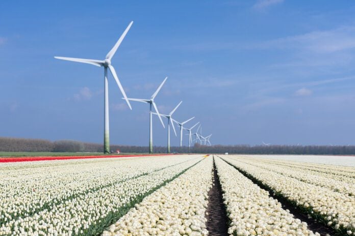 photo-of-wind-turbines-on-a-dutch-tulip-field