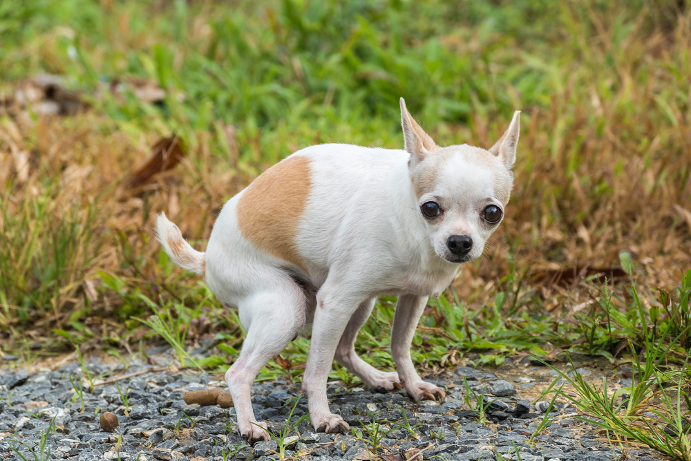photo-of-a-chihuahua-pooping-in-a-park-in-the-hague