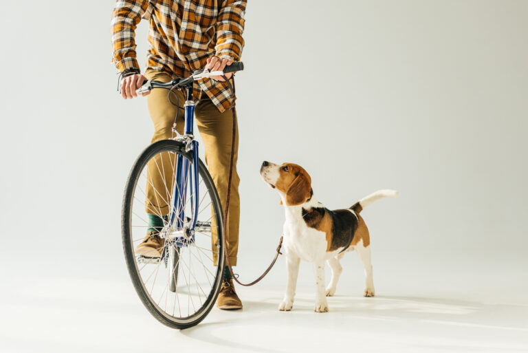 The ultimate guide to owning a dog in Amsterdam