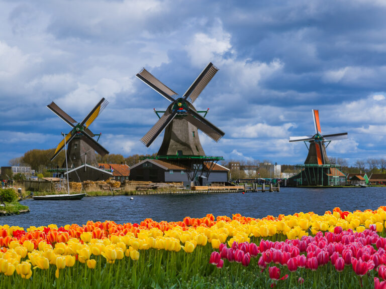 photo-of-windmills-and-tulips-in-spring