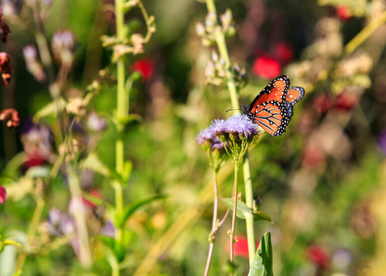 Change in weather leads to “butterfly explosion” in the Netherlands