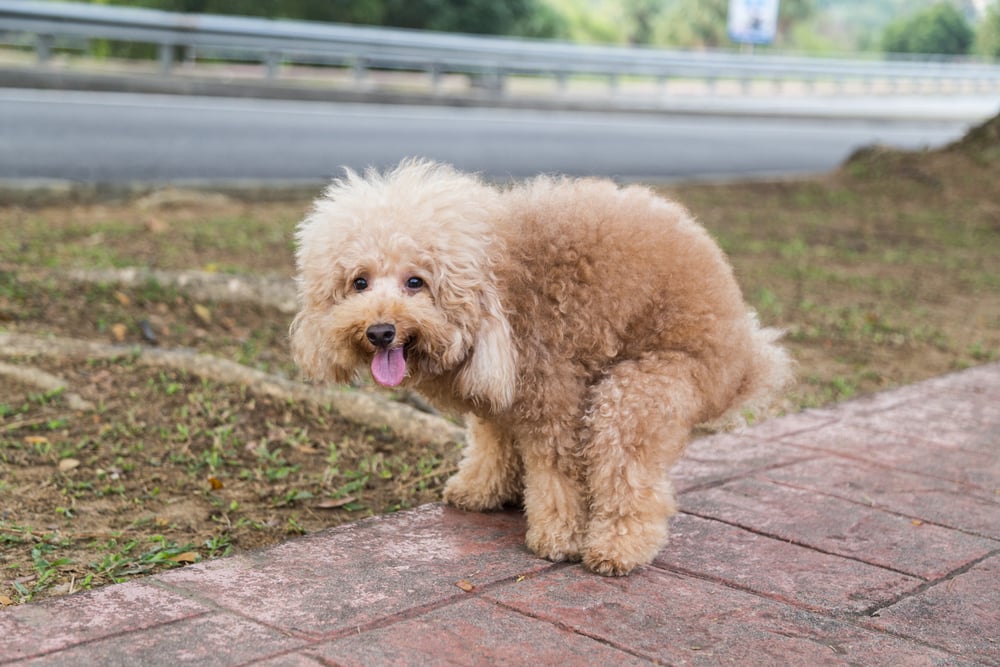poodle-pooping-on-Dutch-street